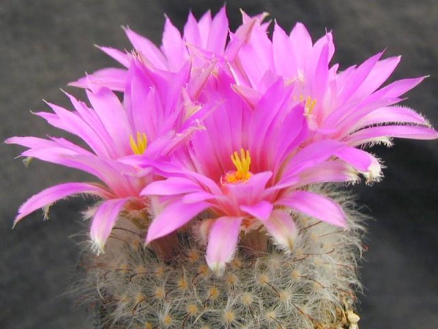 Mammillaria_guelzowiana